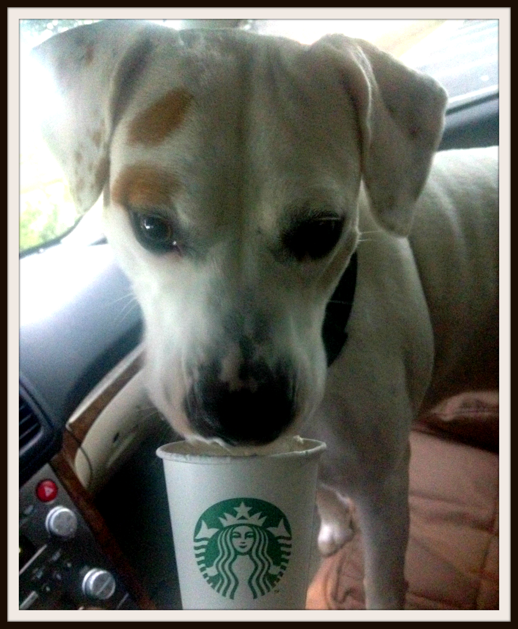 Milano enjoying his puppuccino :)